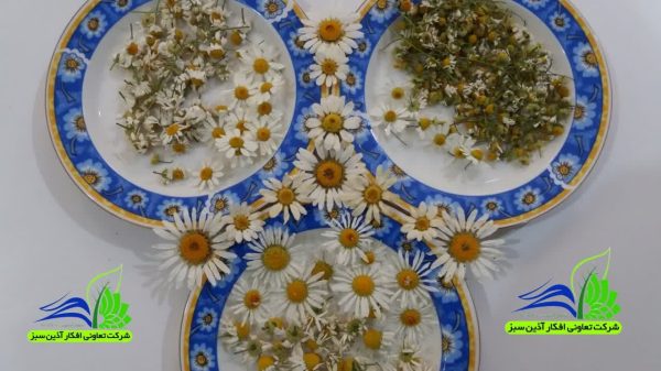انواع گل خشک بابونه